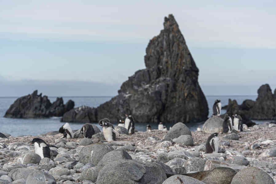 Pingüino Papua o Gentoo - isla Robert - islas Shetland del Sur 03.jpg